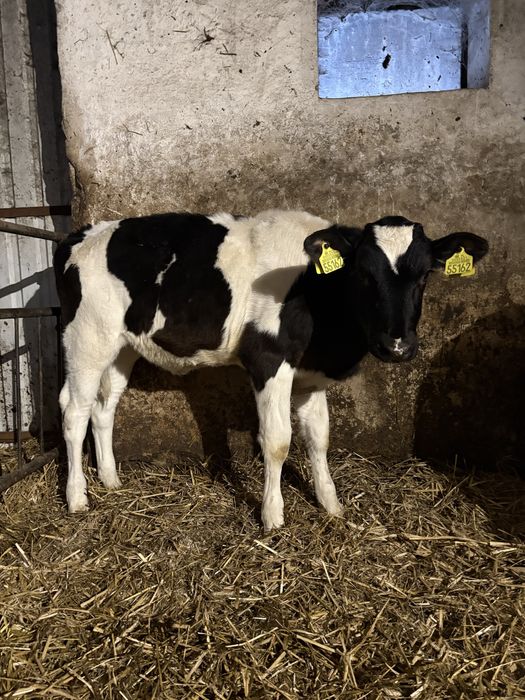 Jałówki (odsadki, cielaki)