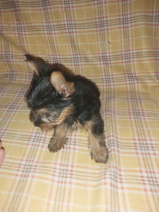 Yorkshire terrier miniatura