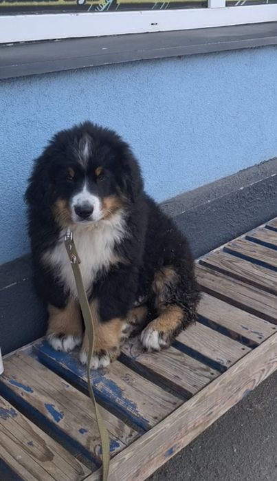 Бернські Зенненхунди(Швейцарська пастушья вівчарка)