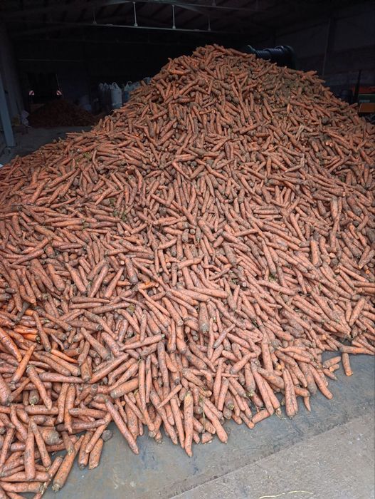 Marchew jadalna Volcano