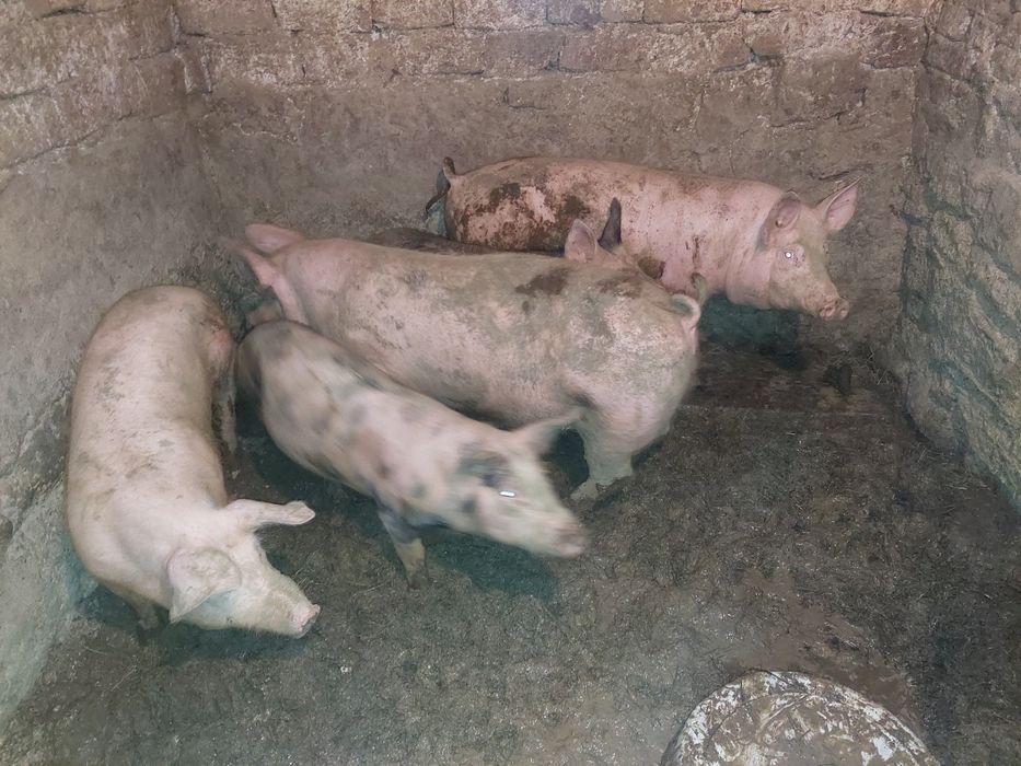 Продам свині м'ясні 50- 60- 80-100 кг.