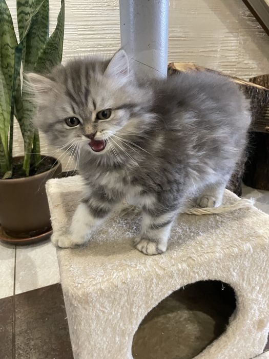 Милейший красавчик!