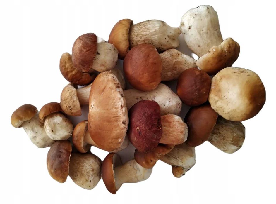 Świeże prawdziwki 2 kg zbiór 19.10.2026 r