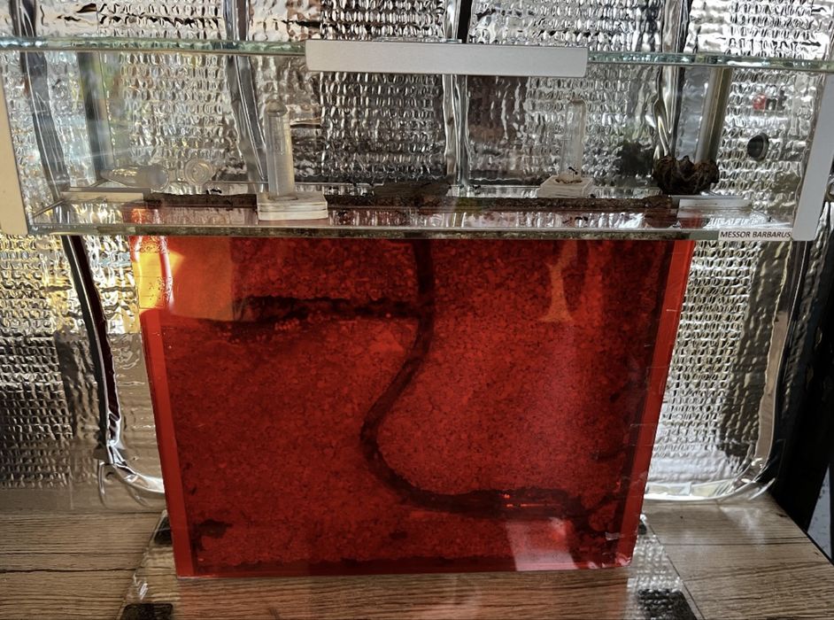 Messor Barbarus kolonia plus akcesoria