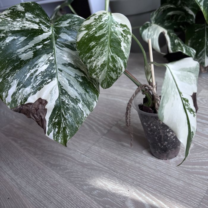 Монстера Альба на 3 листочка