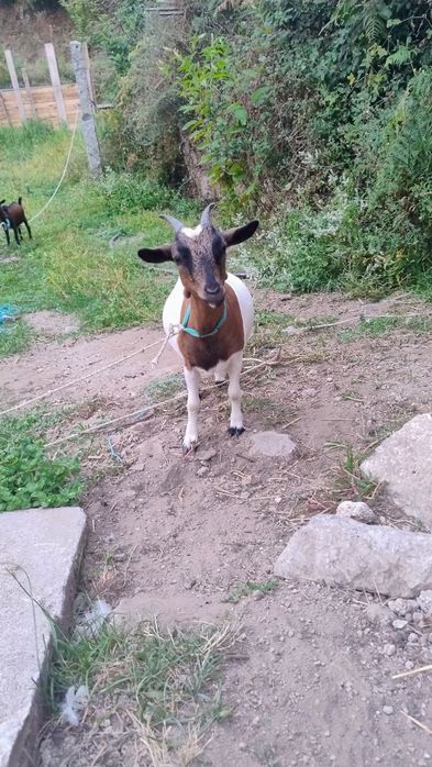 Vendo casal de cabras