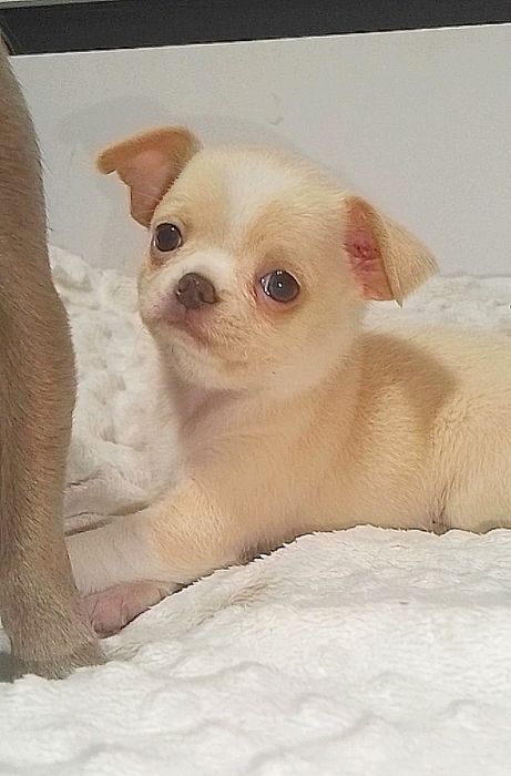 Малыш чихуахуа...