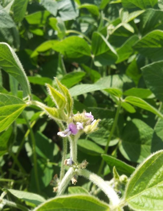 Канадська соя Вінона на посів! 1-а Реп. НЕ РОЗТРІСКУЄ Урожайність 4,5т