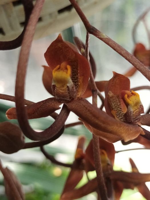 Vendo Orquídea Gongora galeata