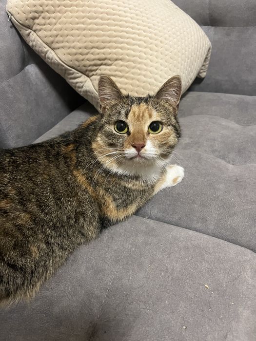 Віддам кицю в добрі руки