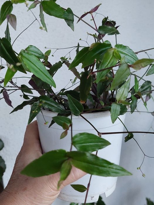 традесканции от десяти гривен