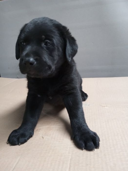Labrador retriever