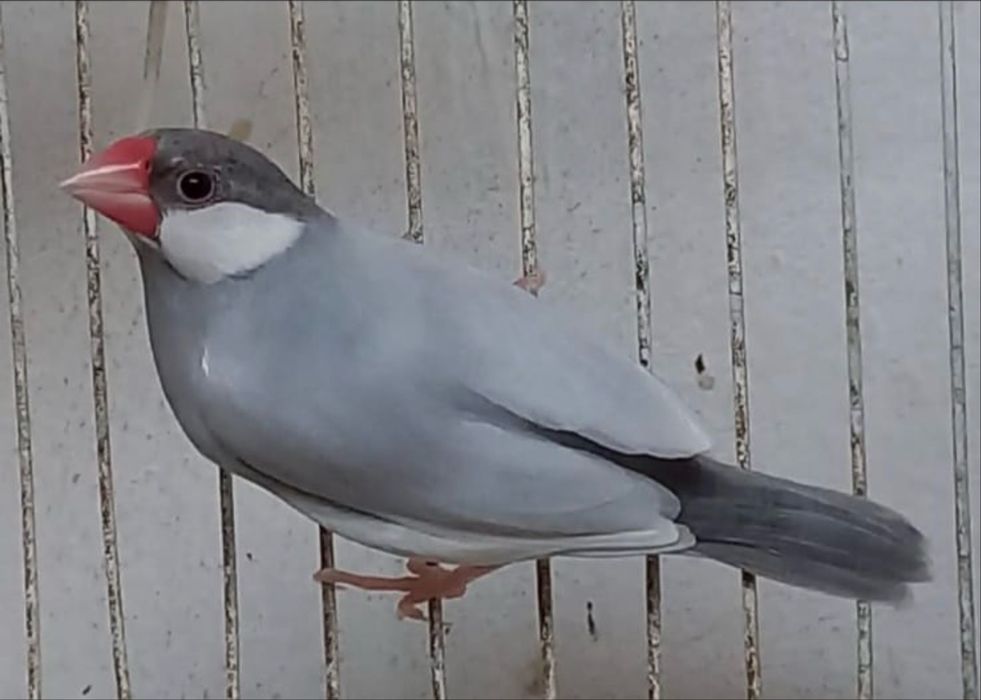 Passaro Pardelho java