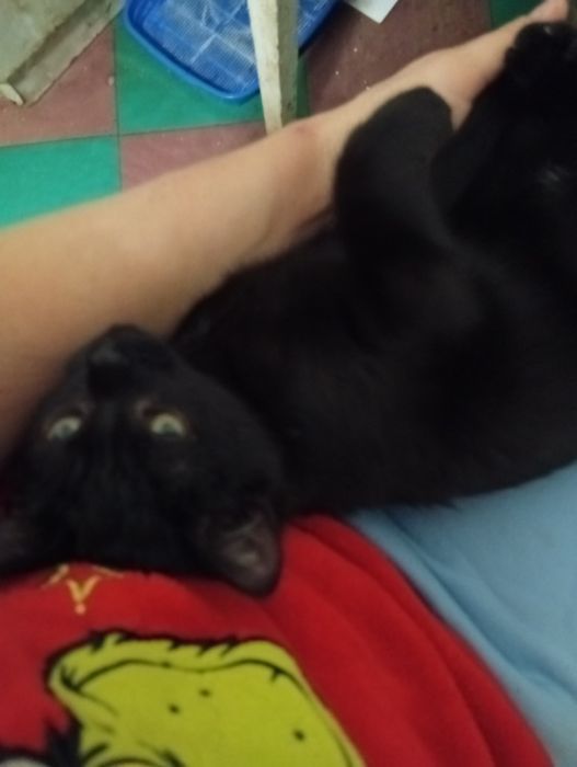 Кошеня в добрі руки