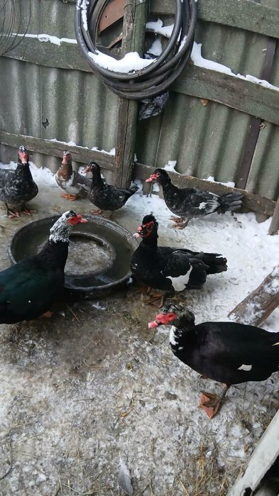 Продам мускусних качок