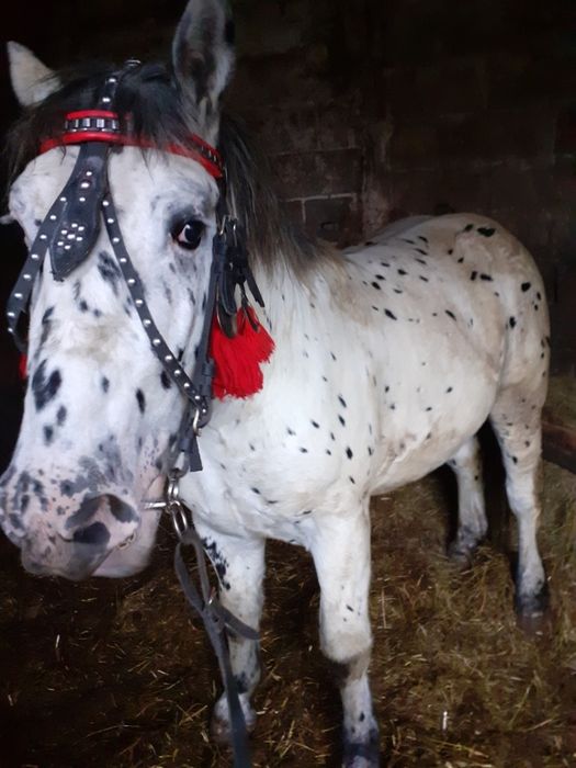 Sprzedam Ogiera  Taranta