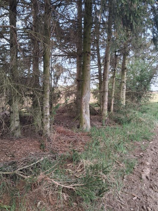 Oddam świerki w zamian za wycinke.