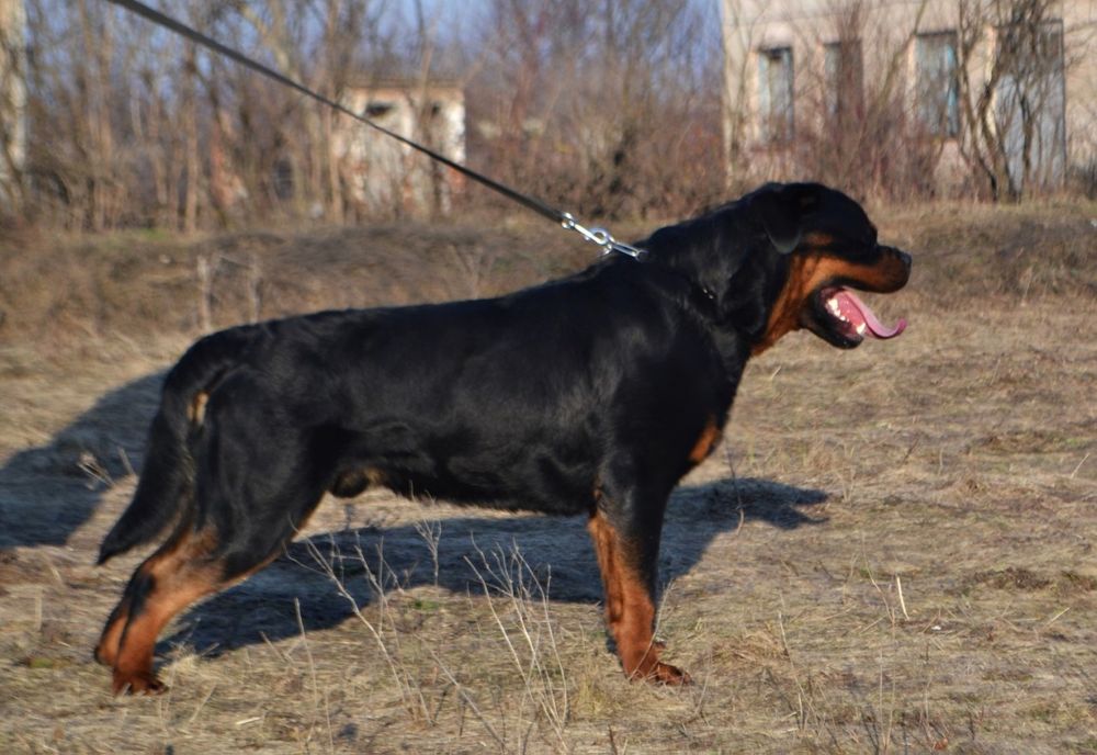 Кобель для в'язки