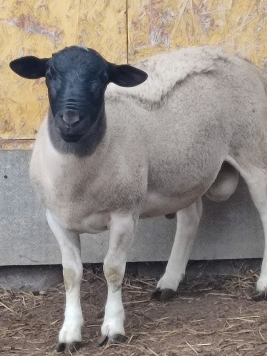 ДОРПЕР баранчики