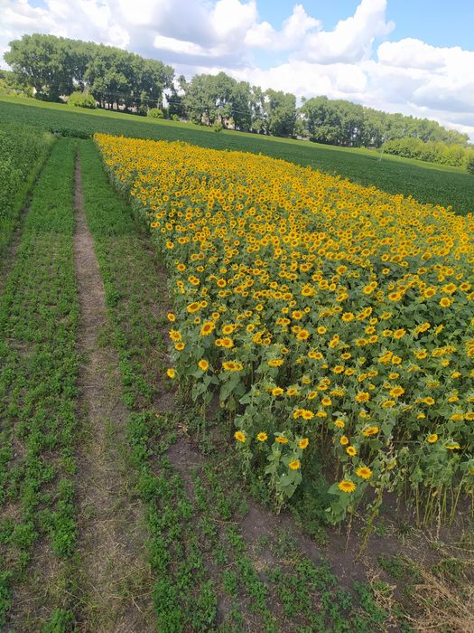 Ділянка під забудову
