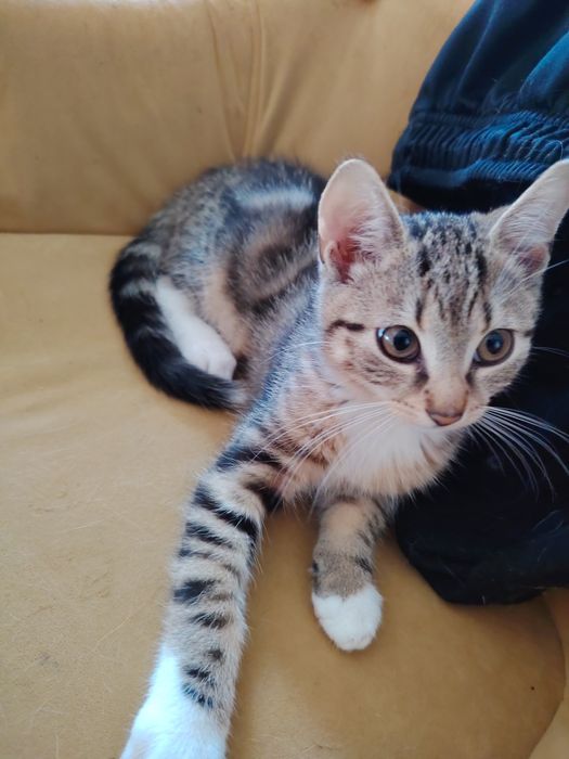 Kotki gotowe do adopcji