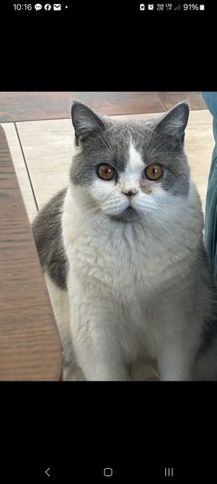 Zaginąl kotek.BRYTYJSKI