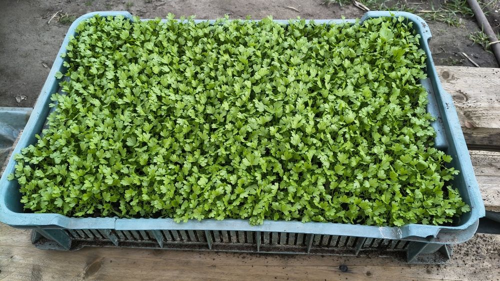 Sadzonka selera Talar