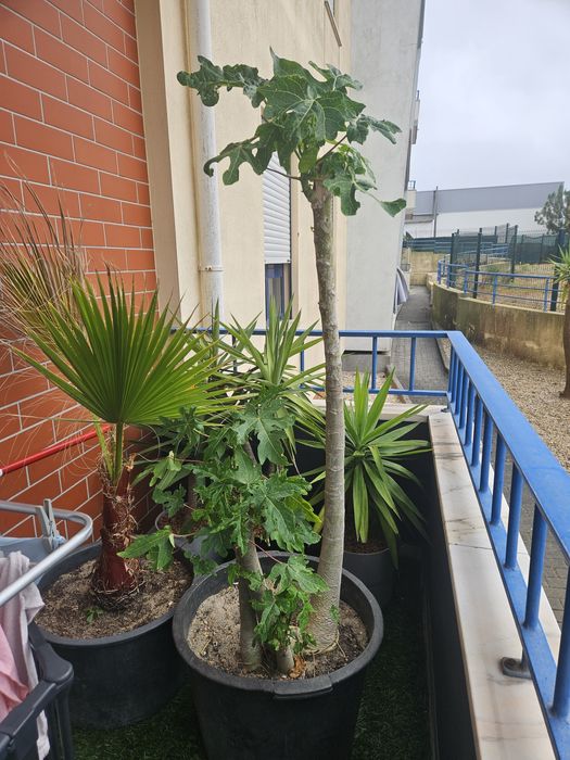 Papaia da montanha * Papaia da montanha (Vasconcellea pubescens)