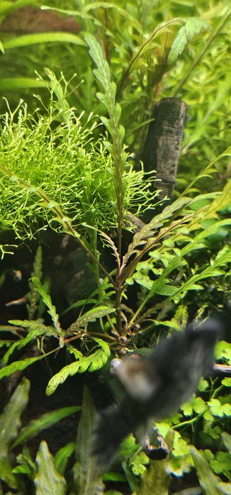 Palntas para aquario agua quente