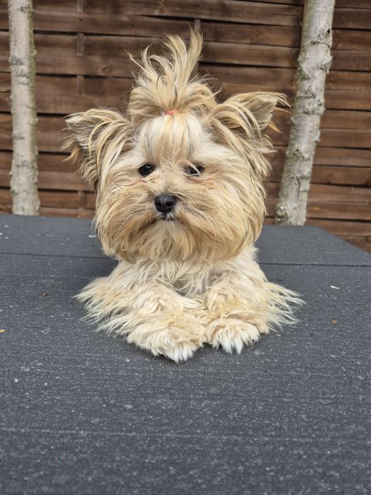 York Shire Terier  Golddust  Suczka