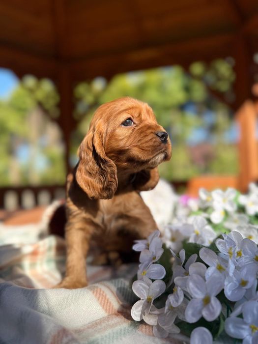 Mocno złota sunia Cocker Spaniel Angielski rodowód wyprawka
