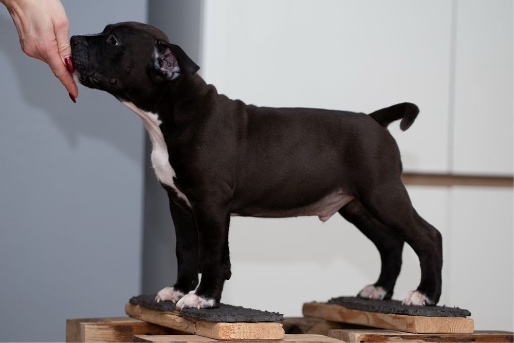 Amstaff American Staffordshire Terrier