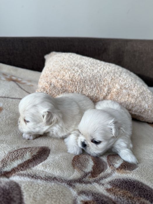 Королівські пекінеси біленькі