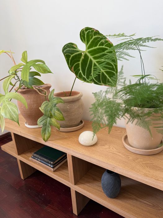 Anthurium Regale - Planta de interior