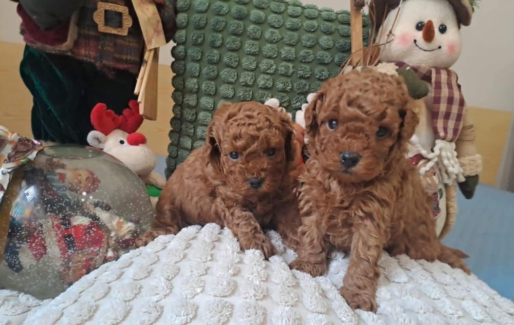 Той пудель,малиши.ред Браун