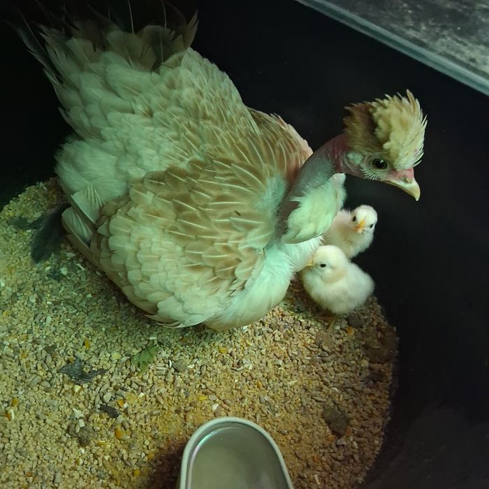 Garnisé com 9 pintos