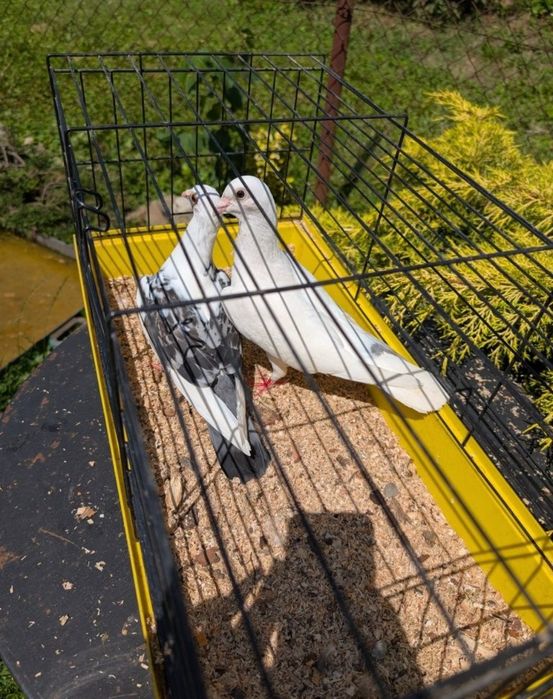 Gołąbie ozdobna samiczki