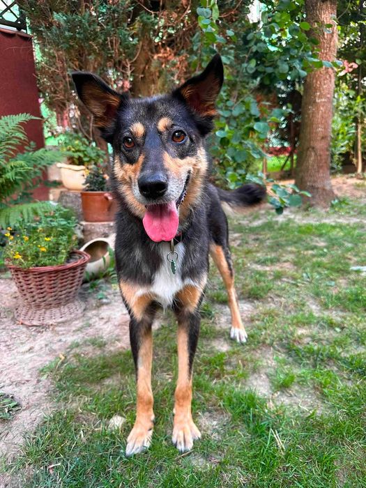 Do adopcji - łagodna Szkocja szuka domu!