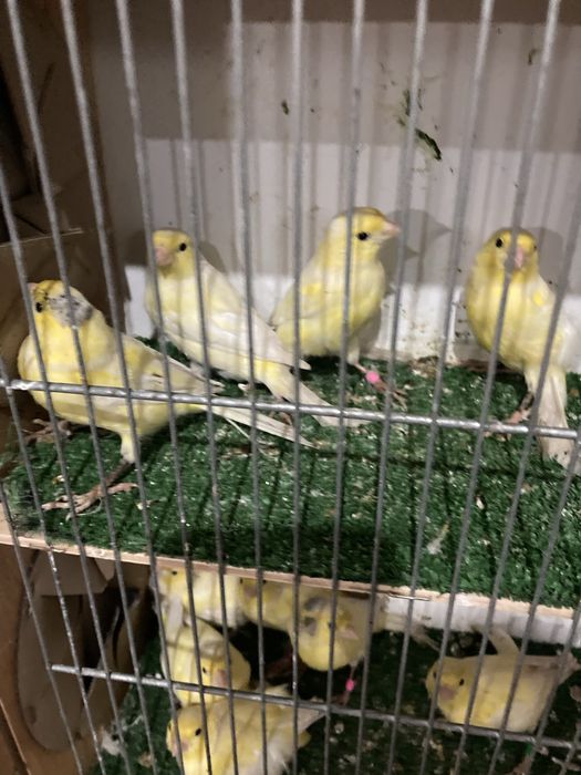 Kanarki Harceńskie samce i samice