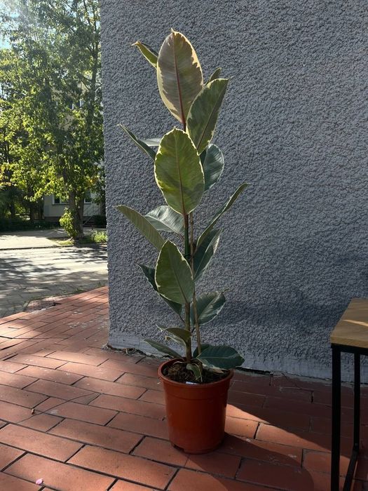 Fikus sprężysty elastica tineke d21 h85