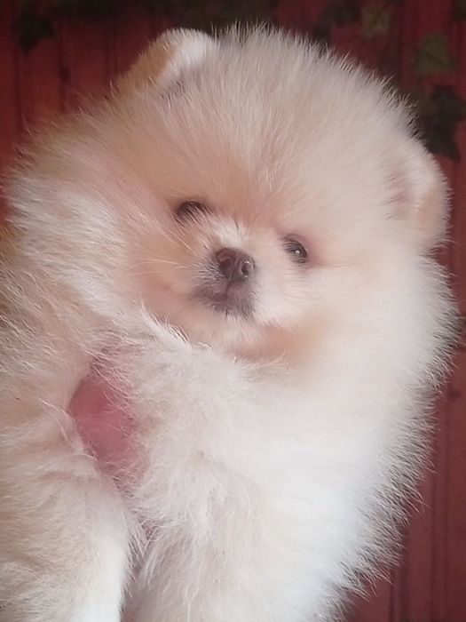 Дівчинка √ 1 померанський шпіц.