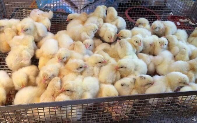 Бродам бролерів