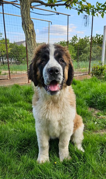 Московська сторожева