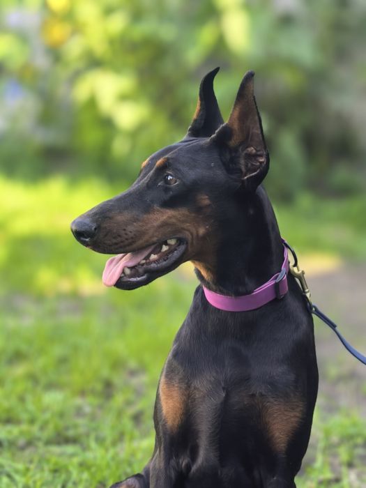 Szczeniak Dobermana