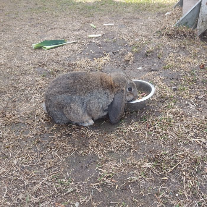 Młody samczyk baran francuski