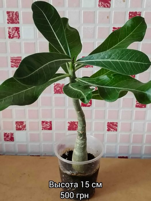 Адениум махровый привитый