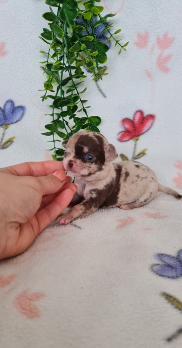 Excecional minimini menina Chihuahua/Chiuaua de Qualidad,LinhagemRussa