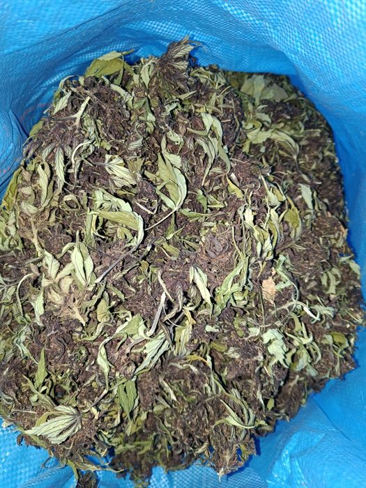 Black Devil  CBD susz nieobcięty 1 kg 1000g
