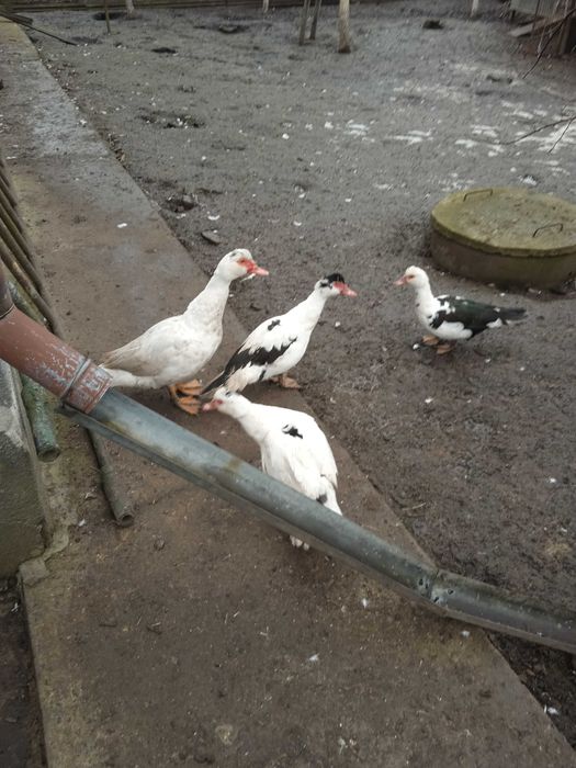 Індокачки на плем'я