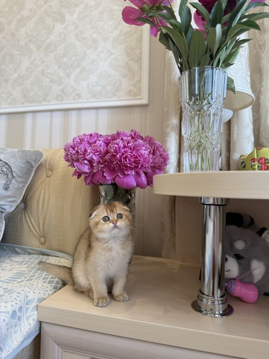 Шотландські Кошенята. Золота шиншила Фолд